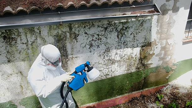Mold Removal service in Upperstrasburg